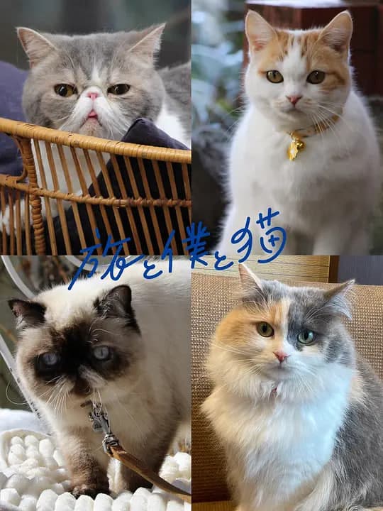 旅行和我和猫海报